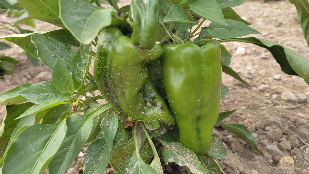 Des légumes du jardin au Nouvel Air